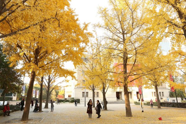 “落叶不扫”上海街头最好意思秋色中，藏着超大城市的同意解法